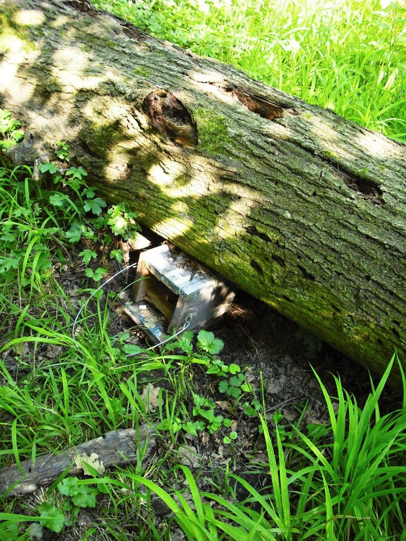 Budka pohřbená pádem stromu