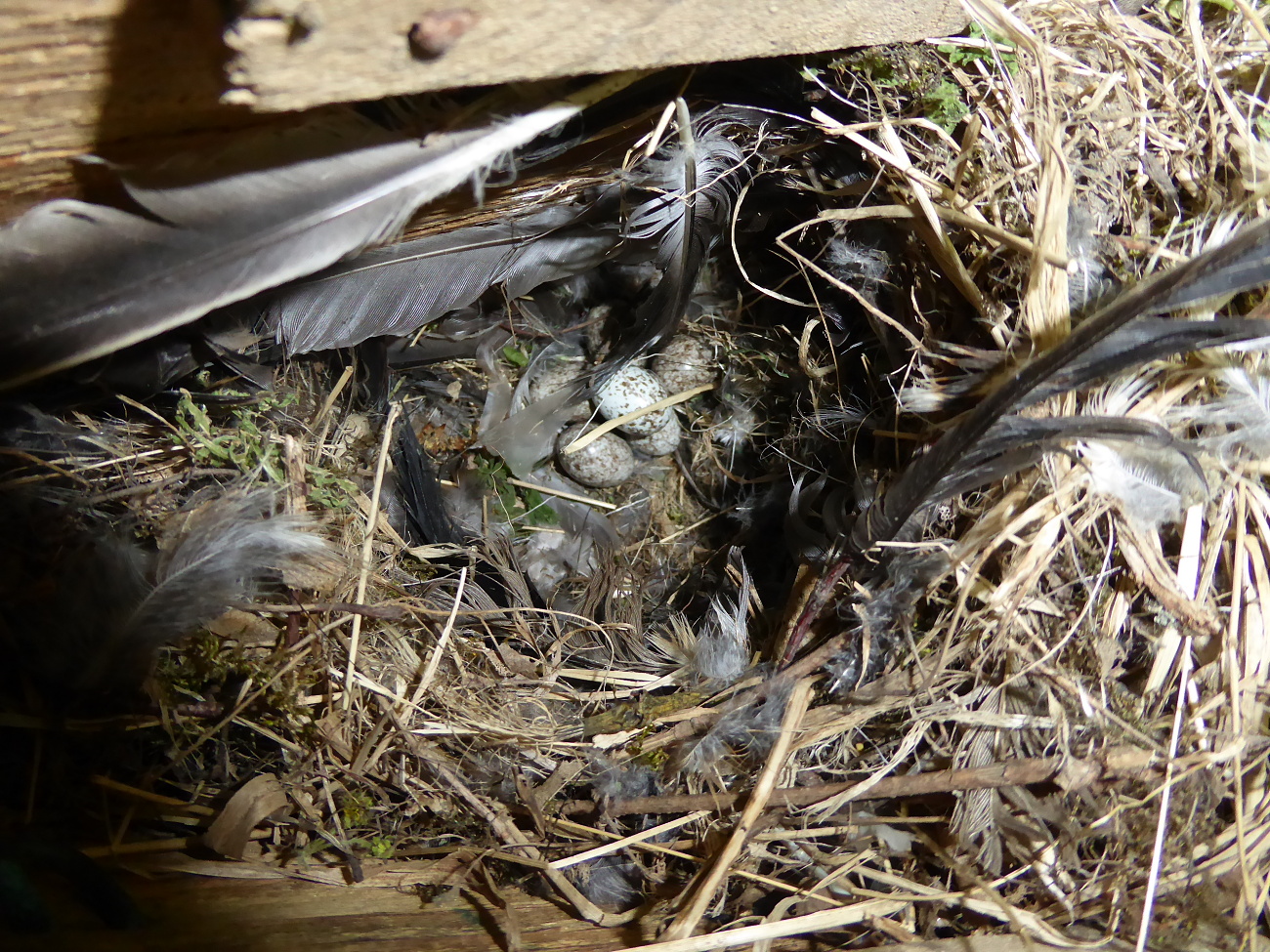 Detail hnízda vrabce polního