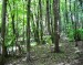 Budky ve výmladkovém lese při lesní strouze