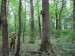 Odstup budek v lese je asi 30 metrů